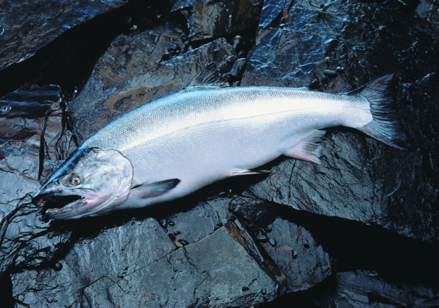 Fresh Coho Salmon - Wholesale