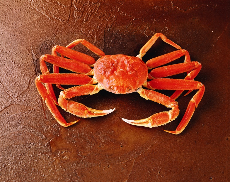 Fresh Snow Crab - Wholesale