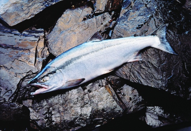 crs-img-mkt-sockeye-salmon-whole.jpg