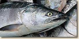 fresh-salmon.jpg